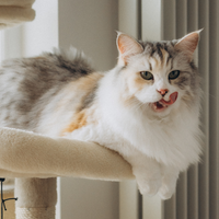 chat allongé sur un arbre à chat et qui tire la langue