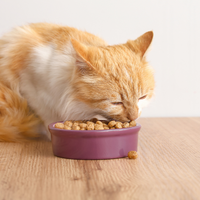 Chat qui mange des croquettes dans une gamelle