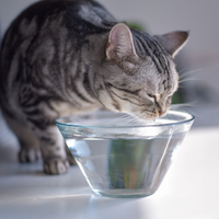 Chat qui boit de l'eau