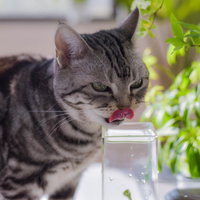 chat qui boit de l'eau