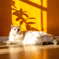 Chat détendu et allongé au sol exposé au soleil