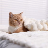 Chat allongé sur le lit qui a froid et qui s'est mis sous une couverture pour se réchauffer
