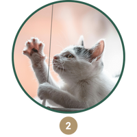 chat serein pilier 2